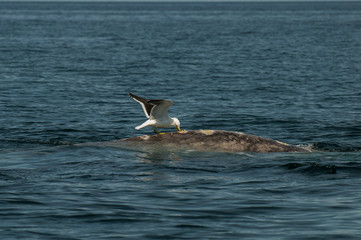 Seagull stinging right whale, Peninsula Valdes,, Patagonia, Argentina