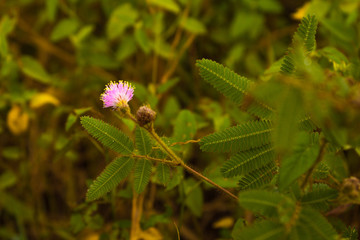 flowers pink two