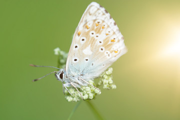 Bläuling (Schmetterling)