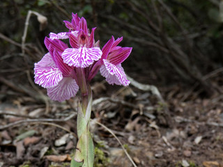 Natura selvatica