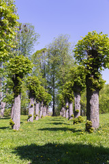 linden tree alley, around a meadow with blooming dandelions; thick tree trunks in two rows