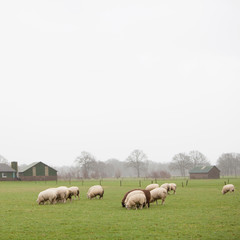 Fototapeta premium flock of sheep grazing in green meadow near Leusden in province of utrecht