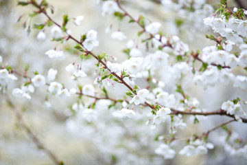 White Spring Cherry Blossoms