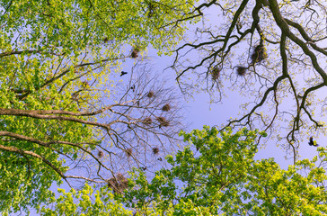 tree tops with crow nests, bottom-up view; spring sunny day, trees flourish, crows fly over the nests