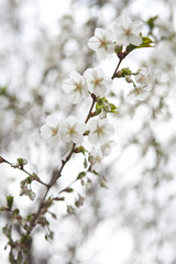 White Spring Cherry Blossoms