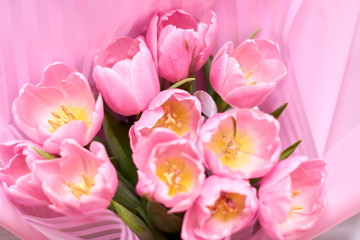 Blooming Tulip Flower. Bouquet of pink tulips