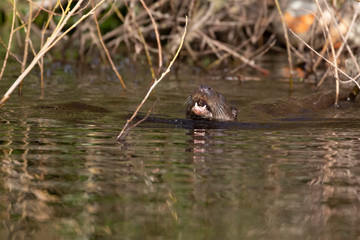 European Otters, Lutra lutra, swimming, gliding, hunting and fishing on a river within a town during spring in Scotland.