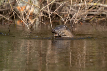 European Otters, Lutra lutra, swimming, gliding, hunting and fishing on a river within a town during spring in Scotland.