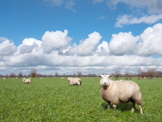 sheep in green meadow near utrecht in the dutch countryside under blue sky and white clouds