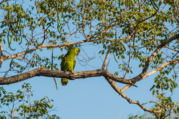 Turquoise fronted Amazon, Panpanal, Brazil