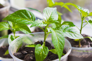 spring seedlings, young pepper sprouts on the windowsill