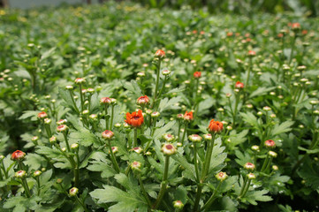 Chrysanthemum flowers planted and grows in the small plastic containers. Bred in a nursery for sale.