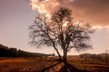 Fototapeta na wymiar magical sunrise with tree.savsat/artvin/turkey