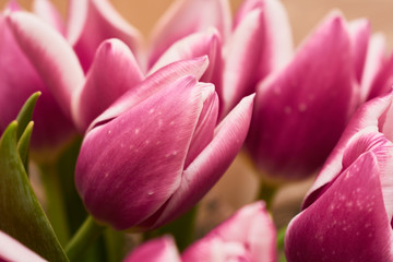 Fototapeta premium Blooming Tulip Flower. Bouquet of pink tulips