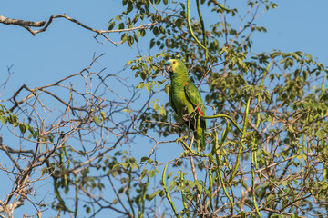 Turquoise fronted Amazon, Panpanal, Brazil