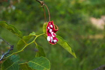 fruit brazil two red