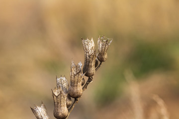 thistle in the field