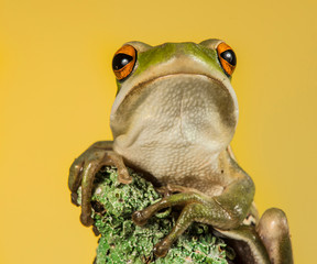 Frog, La Pampa, Argentina