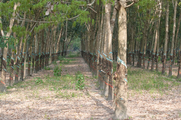 Kautschukplantage Vietnam