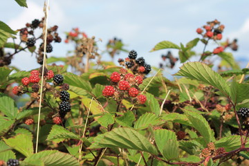 blackberry blackberries on the bramble bush.  ripe and unripe. Berry background