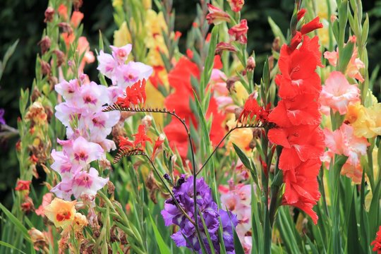 gladiolus gladioli flower many flowers growing spring summer sword lily group stock, photo, photograph, image, picture