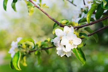 Spring bloom in the park. White flowers on trees close up. Branches and beautiful buds in the spring garden. 