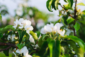 Spring bloom in the park. White flowers on trees close up. Branches and beautiful buds in the spring garden. 