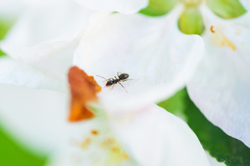 Spring bloom in the park. White flowers on trees close up. Branches and beautiful buds in the spring garden. 