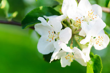 Spring bloom in the park. White flowers on trees close up. Branches and beautiful buds in the spring garden. 
