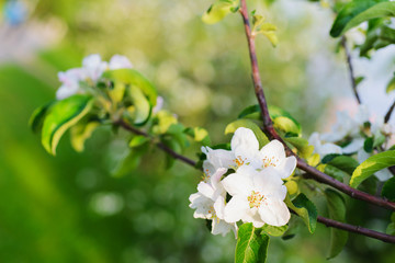 Spring bloom in the park. White flowers on trees close up. Branches and beautiful buds in the spring garden. 