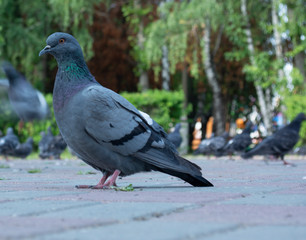 pigeon on a background