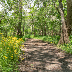 Hiking trail in a park