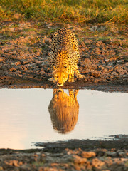 Cheetah at the waterhole about to drink