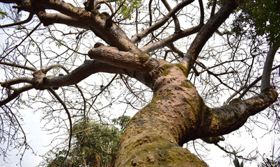 Árbol gigante 
