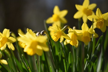 Narzissen (Narcissus)