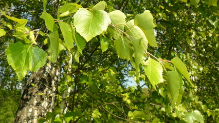 Ветка березы