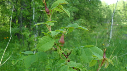 Бутоны шиповника.