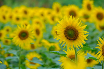 Sunflower in the morning light