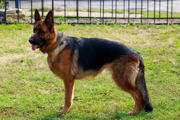 Dog breed German Shepherd