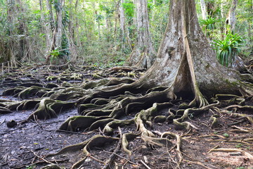 Forêt Isla Carenero Bocas del Toro Panama - Forest Carenero Island Panama