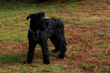 dog breed Giant Schnauzer
