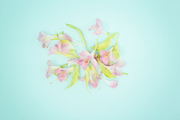 Pink flower on blue background, flat lay