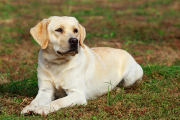 dog breed labrador retriever
