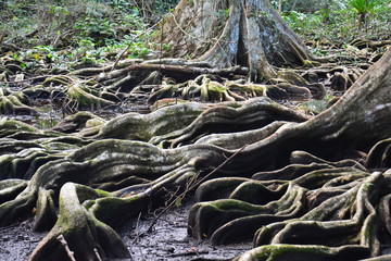 Forêt Isla Carenero Bocas del Toro Panama - Forest Carenero Island Panama
