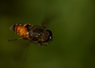 Horsefly In Flight