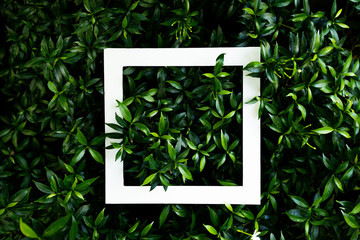 tropical leaf texture design, foliage nature dark green background - Image