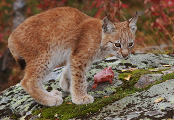 Naklejka na ściany i meble Norwegian Lynx