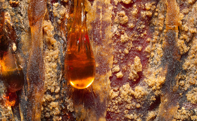 Amber drops. A live drops of resin flows down the bark of a pine tree trunk.