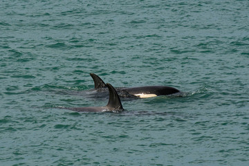 Fototapeta premium Orcas hunting sea lions, Patagonia , Argentina