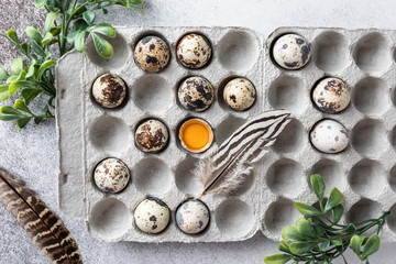 Quail eggs with one broken egg with yellow yolk in the carton tray with bird's feathers and green leafs on the light grey background